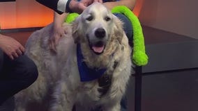 Brody at Gold Ribbon Rescue