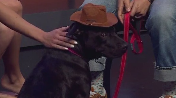 Umami at Love-A-Bull