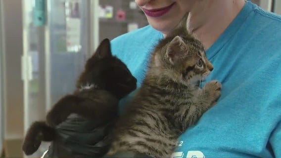 Pet of the weekend: Foster families needed