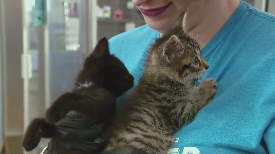 Pet of the weekend: Foster families needed