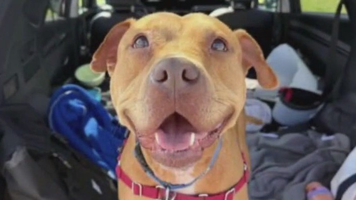 Pet of the Weekend: Thelonius