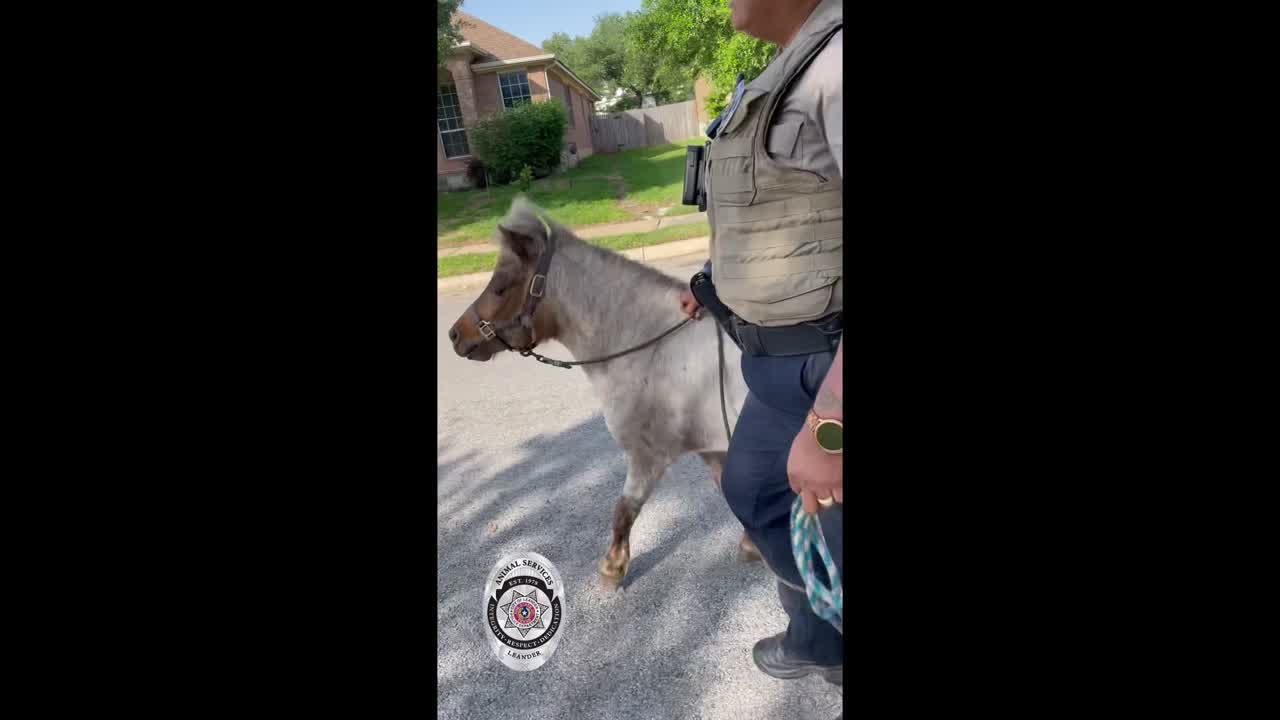 Spice the pony reunited with family