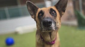 Pet of the Week: Bagheera