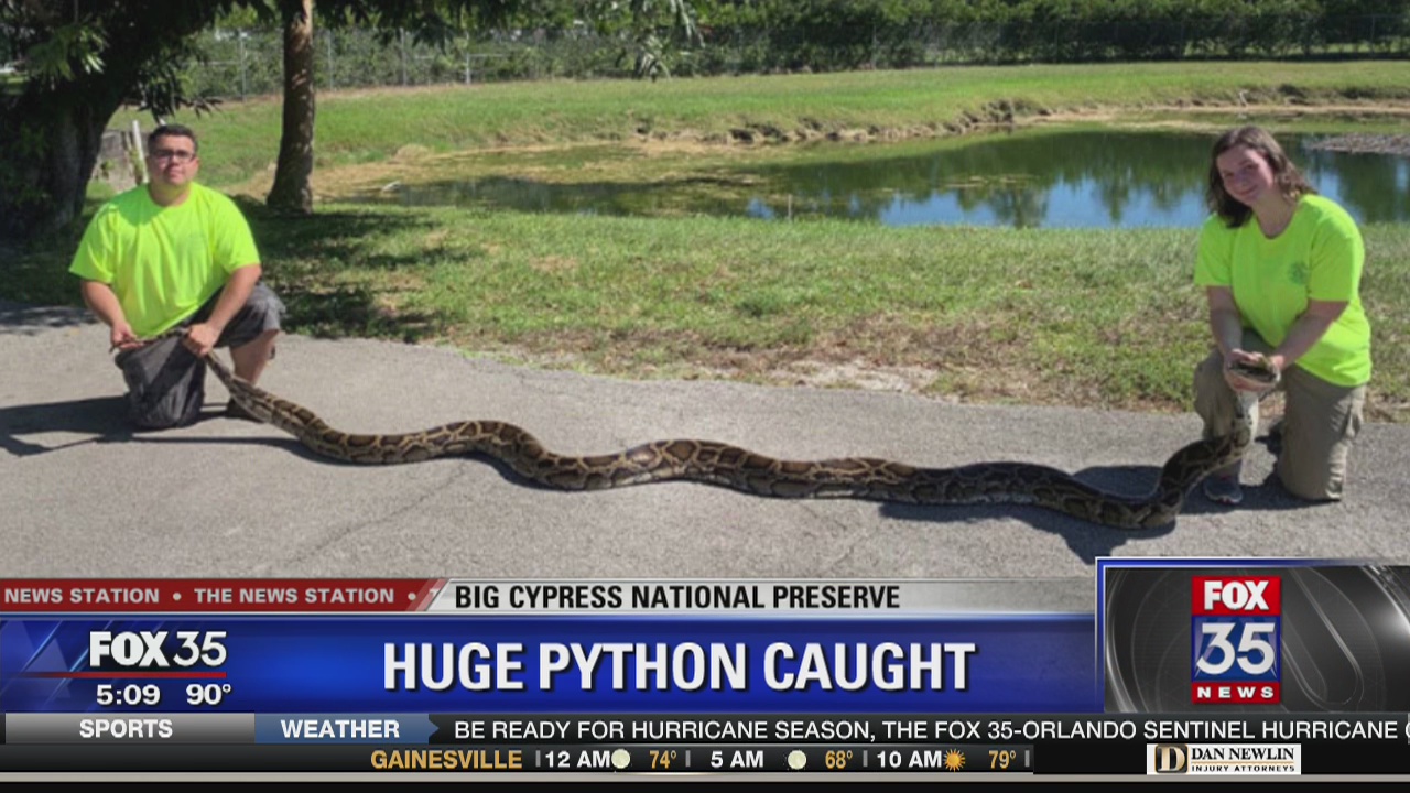 Hunters capture huge Burmese python in South Florida