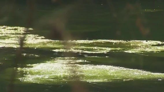 Toxic blue-green algae back