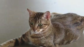 Pet of the weekend: Meet Linx