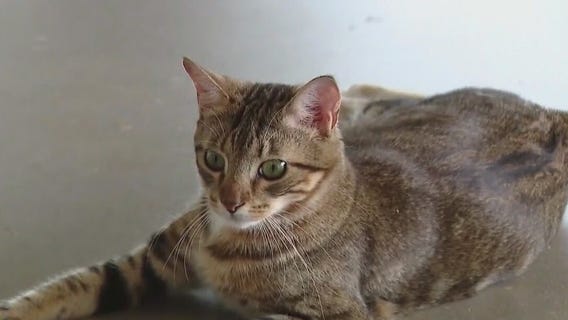 Pet of the weekend: Meet Linx