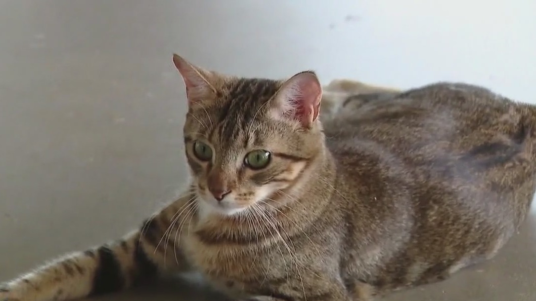 Pet of the weekend: Meet Linx