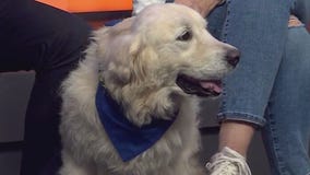 Viva at Gold Ribbon Rescue