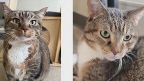 Pet of the weekend: Meet Coco and Tiffi