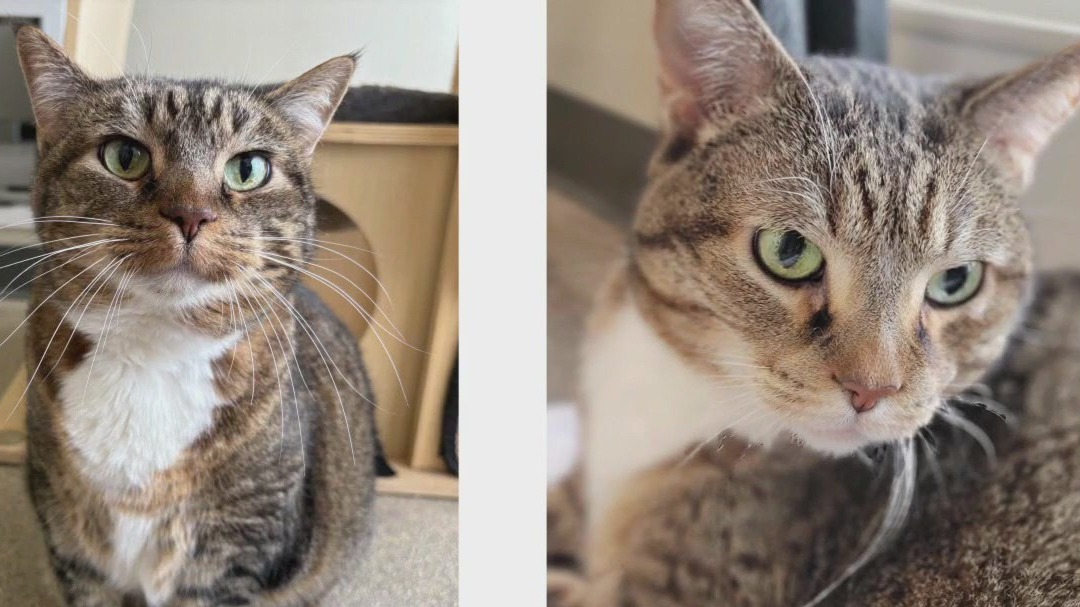 Pet of the weekend: Meet Coco and Tiffi