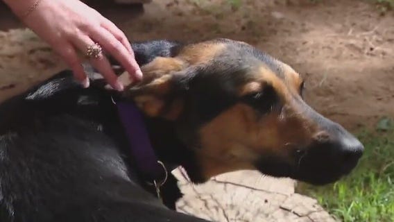 Pet of the Weekend: Kona