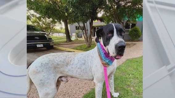 Pet of the weekend: Meet Pecas