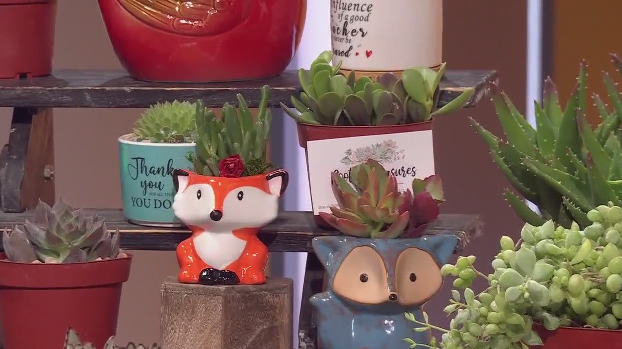 Rooted Treasures Succulents: Tierra's Texas