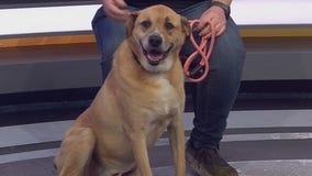 Elvis at Pflugerville Animal Shelter