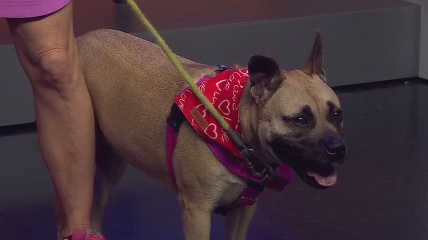 Pet of the Wekeend: Carmela