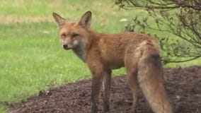 Treating for rabies after fox attacks
