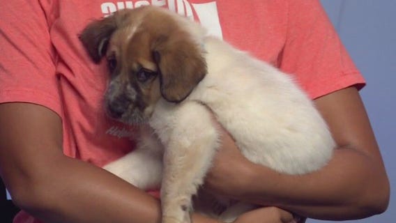 Baguette and Tortilla at Austin Pets Alive!