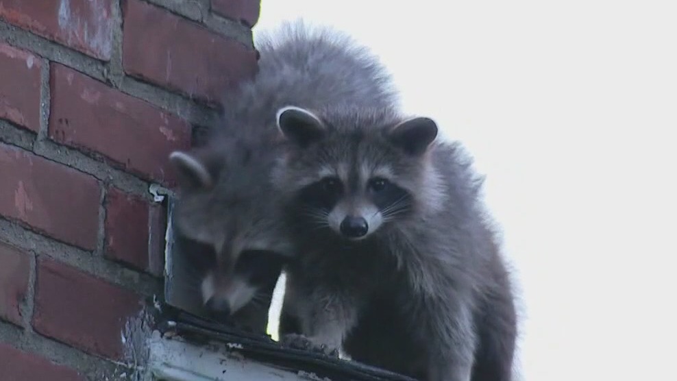 Austin resident says there are raccoons in his walls