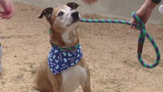 Pet of the Weekend: Tiger