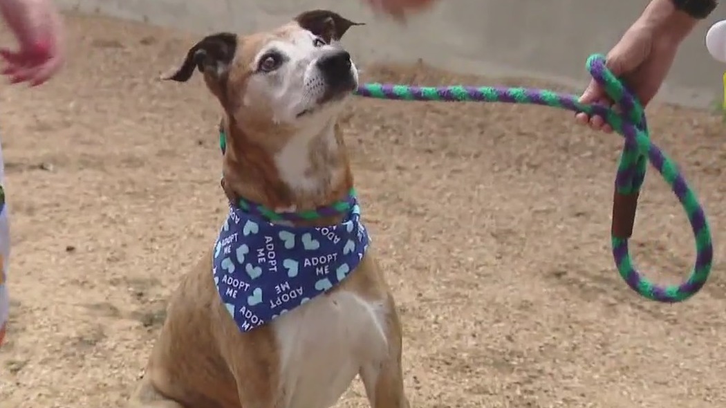 Pet of the Weekend: Tiger