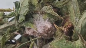 2 Chinese nationals face charges