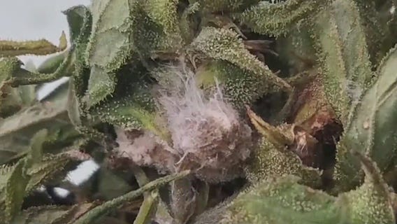 2 Chinese nationals face charges