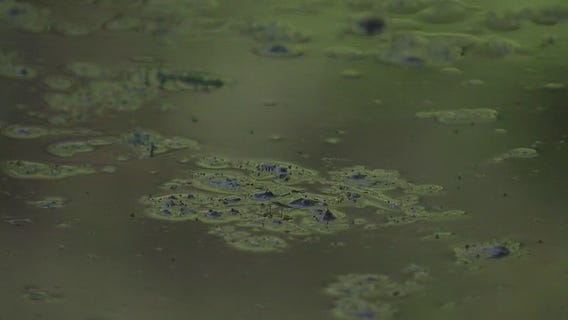 Treating toxic algae at Lady Bird Lake