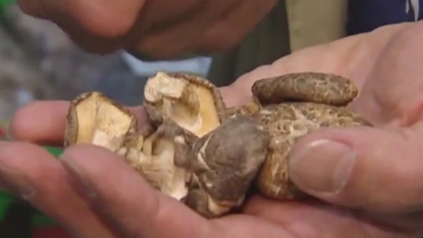 Magic mushrooms and depression relief