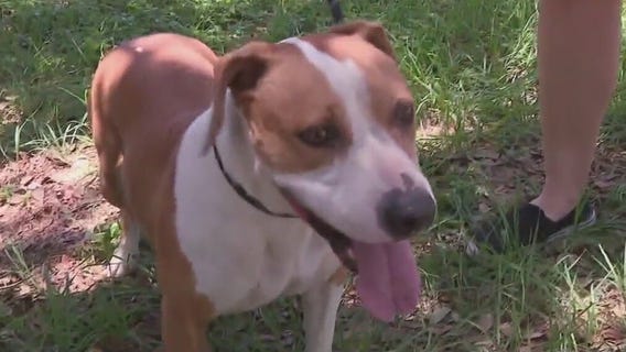 Pet of the Weekend: Minnie