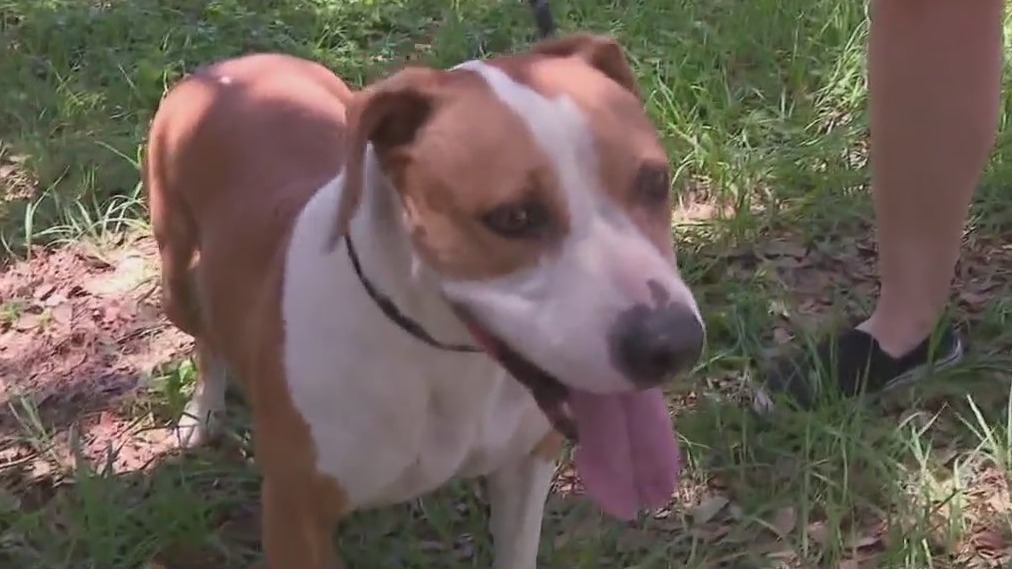 Pet of the Weekend: Minnie