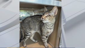 Pet of the weekend: Meet Antonia