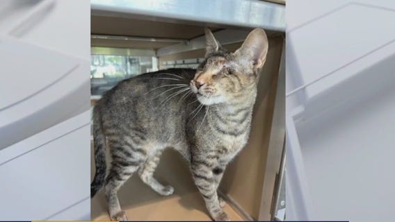 Pet of the weekend: Meet Antonia