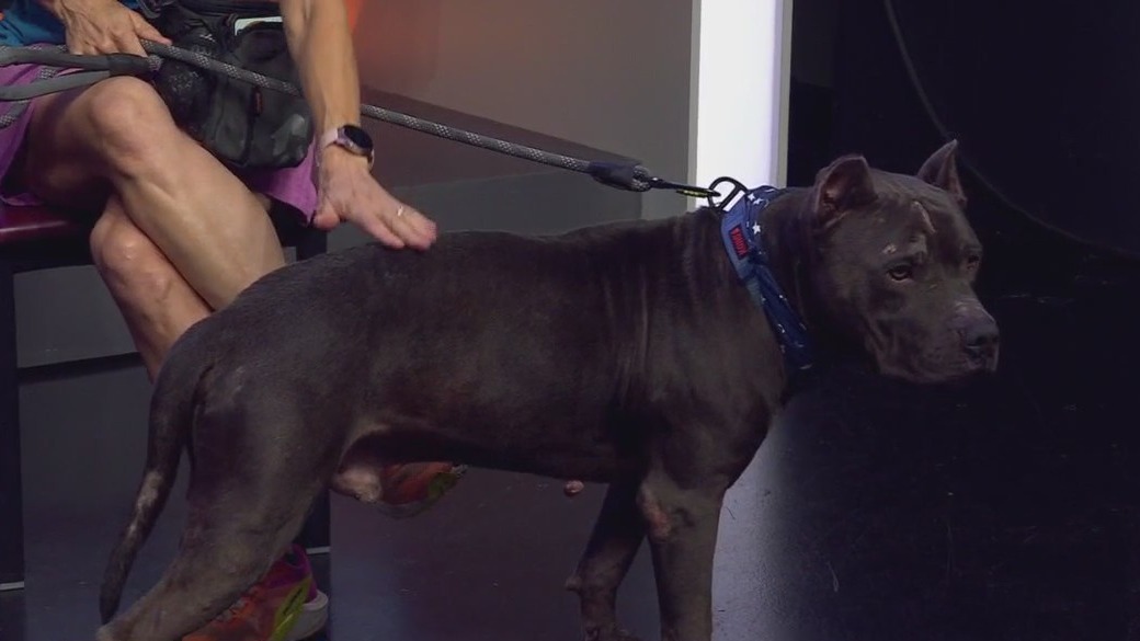 Pet of the Week: Abu