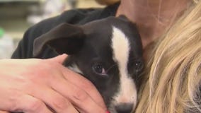 Pets and July 4th fireworks