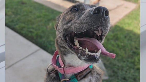 Pet of the Weekend: Chess