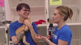 Kitten season at Williamson Co. Regional Animal Shelter