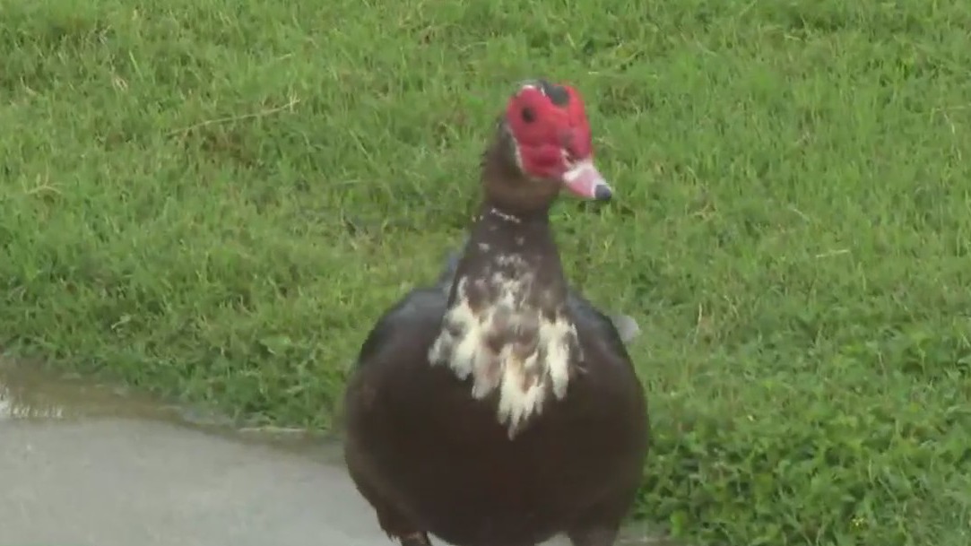 Invasive ducks in Taylor