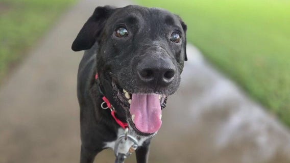 Pet of the Weekend: Winston