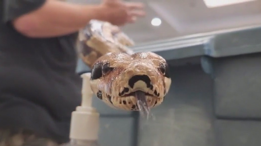 Austin Reptile Show at Taylor library