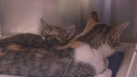 Texas flooding: APA! saves animals from floodwaters