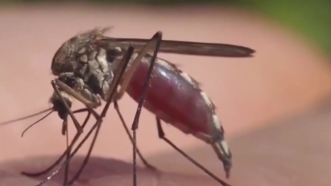 Mosquito & tick bites on the rise