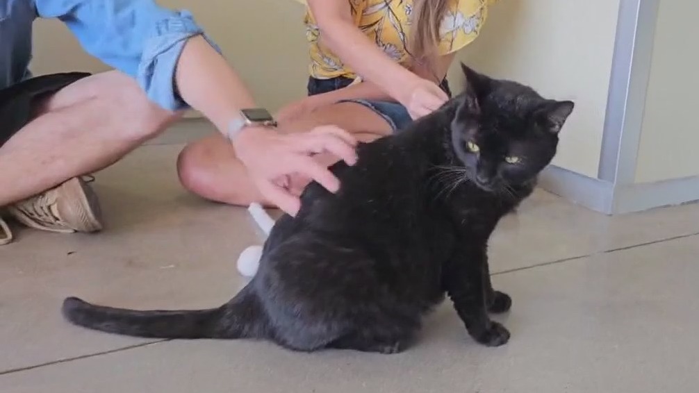 Pet of the Weekend: Husky