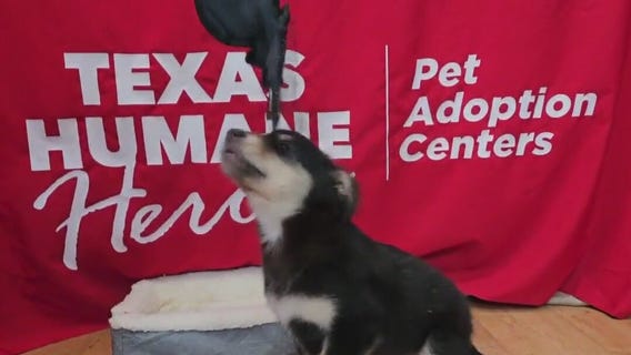 Pet of the Weekend: Sapphire