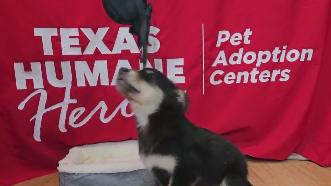 Pet of the Weekend: Sapphire