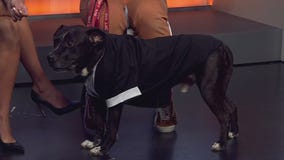 Pet of the Week: Keith