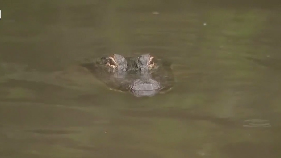 Teen fights back against alligator