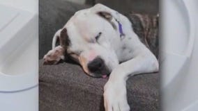 Fleur at Austin Animal Center