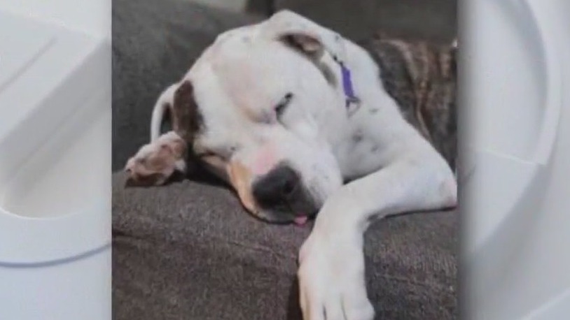 Fleur at Austin Animal Center