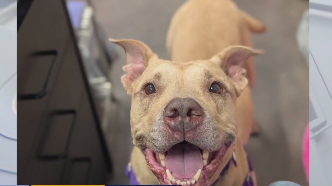 Pet of the Weekend: Vicky